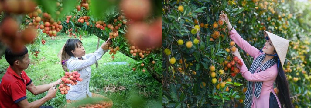 du khách trải nghiệm hái trái cây tại vườn ở miền Tây