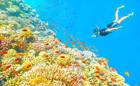 Khám phá đảo san hô tại hòn Đồi Mồi tuyệt diệu quên lối về