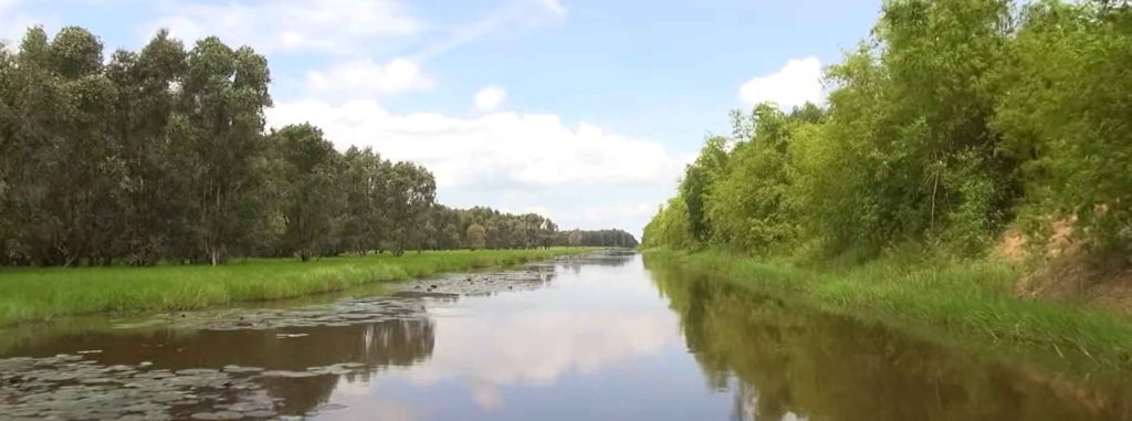 hình ảnh rừng tràm Tràm Chim với hai hàng cây xanh thắm bao bọc 1 dòng sông dài ở giữa