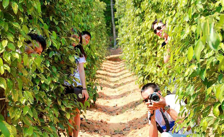  vườn tiêu bóng mát đặc trưng tại Phú Quốc