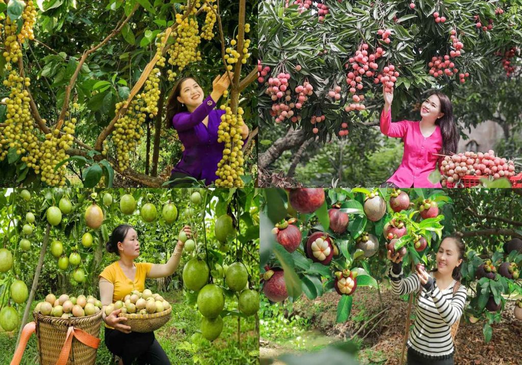 các cô gái miền tây đang hái các loại trái cây đặc sản của miền tây như vải, măng cụt, vú sữa